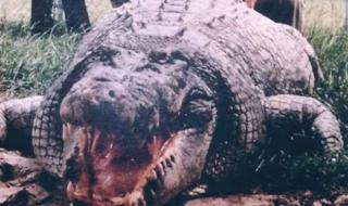 世界上最大鳄鱼