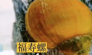 福寿螺和田螺的区别