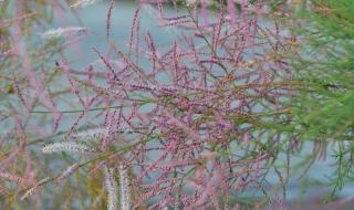 小城夏天钢琴谱简谱 小城夏天钢琴谱简谱