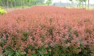 园林绿化苗木价格表 园林绿化苗木价格表