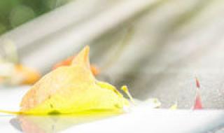 长颈鹿头像什么意思