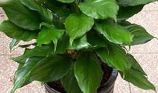 绿植租赁租摆多少钱